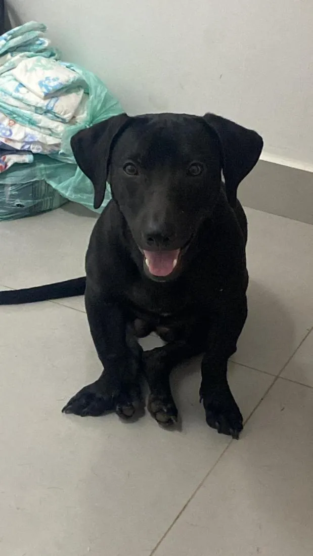 Cachorro raça Rottweiler idade 2 a 6 meses nome Negão