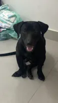 Negão
