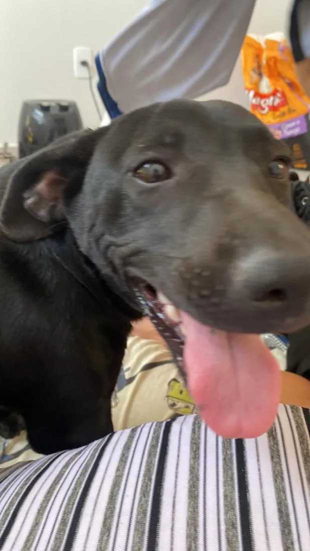 Cachorro raça Rottweiler idade 2 a 6 meses nome Negão