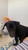 Negão