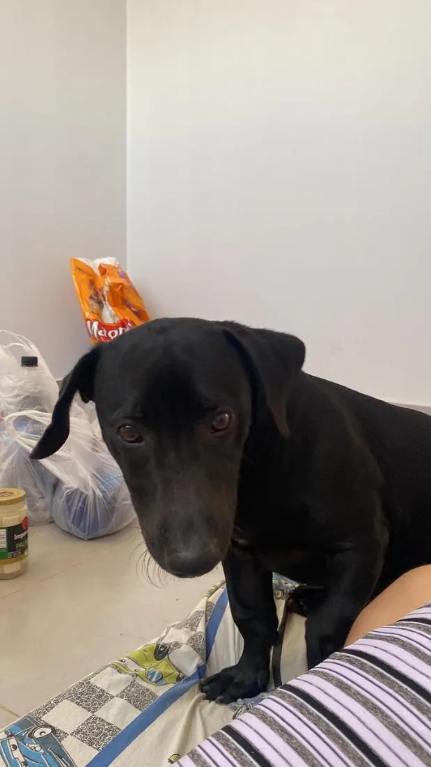 Cachorro raça Rottweiler idade 2 a 6 meses nome Negão