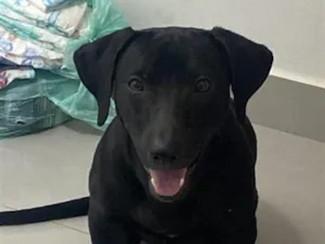 Cachorro raça Rottweiler idade 2 a 6 meses nome Negão