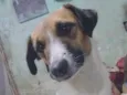 Danubinha 