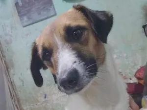 Cachorro raça SRD-ViraLata idade 2 anos nome Danubinha 
