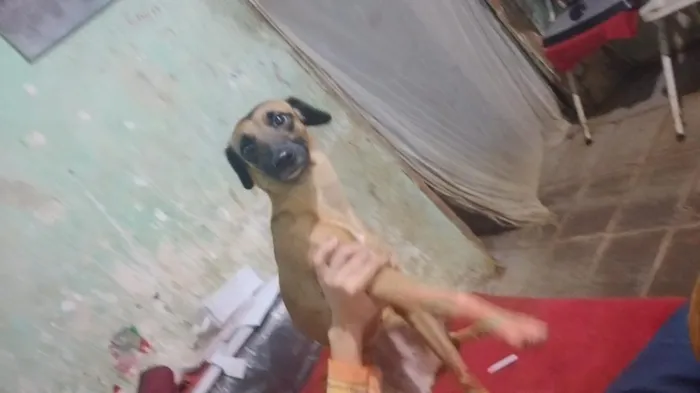 Cachorro raça SRD-ViraLata idade 2 anos nome Esmeralda 