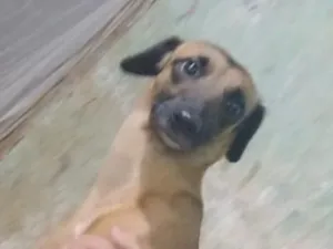 Cachorro raça SRD-ViraLata idade 2 anos nome Esmeralda 