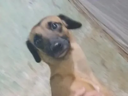 Cachorro raça SRD-ViraLata idade 2 anos nome Esmeralda 