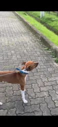 Antônio