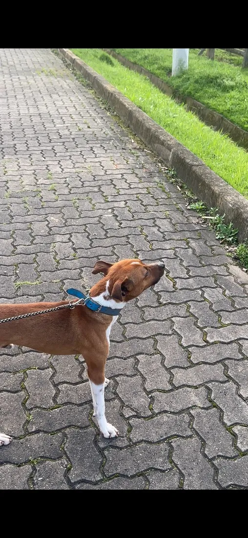 Cachorro raça SRD-ViraLata idade 1 ano nome Antônio