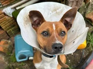 Cachorro raça SRD-ViraLata idade 1 ano nome Antônio