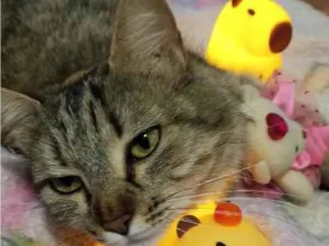 Gato raça SRD-ViraLata idade 3 anos nome Nina menina 