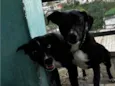 Pepe e nenê 