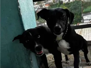 Cachorro raça SRD-ViraLata idade 1 ano nome Pepe e nenê 