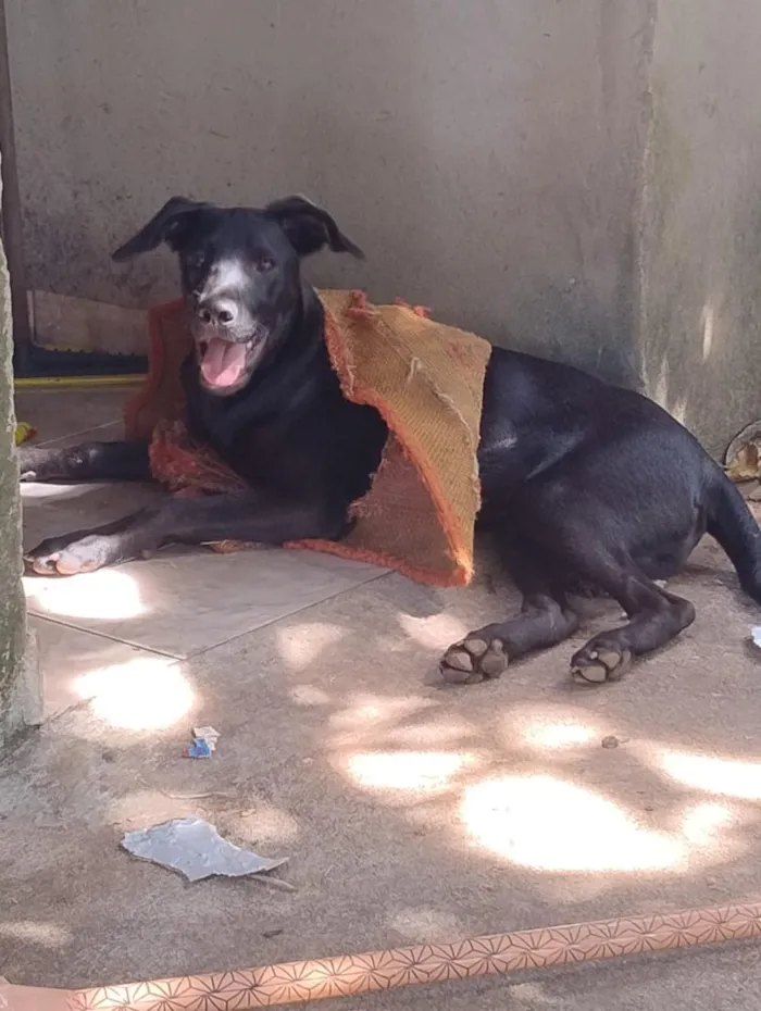 Cachorro raça SRD-ViraLata idade 1 ano nome Blackpool