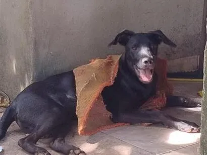 Cachorro raça SRD-ViraLata idade 1 ano nome Blackpool