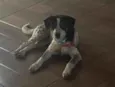 Filó