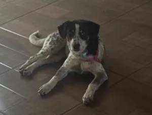 Cachorro raça SRD-ViraLata idade 7 a 11 meses nome Filó