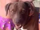 Cachorro raça Pit-Bull idade 4 anos nome Barto