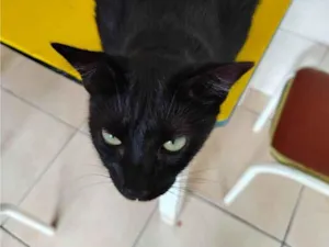 Gato raça SRD-ViraLata idade 3 anos nome Lelli