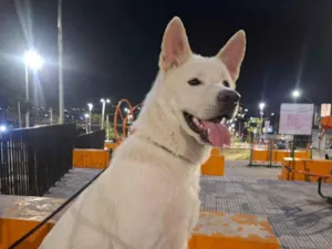 Cachorro raça SRD-ViraLata idade 1 ano nome Skadi