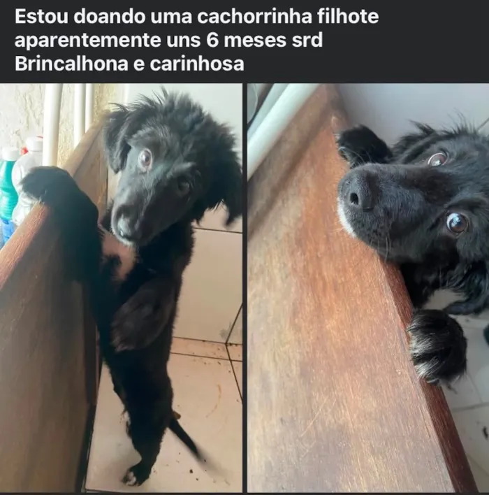 Cachorro raça SRD-ViraLata idade 2 a 6 meses nome Lua 