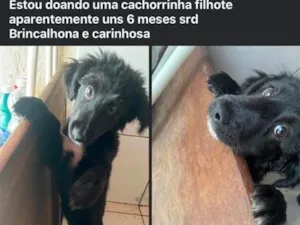 Cachorro raça SRD-ViraLata idade 2 a 6 meses nome Lua 