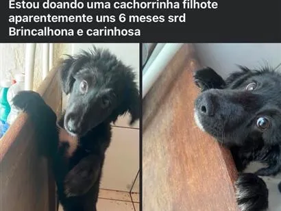 Cachorro raça SRD-ViraLata idade 2 a 6 meses nome Lua 