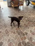 Todinho