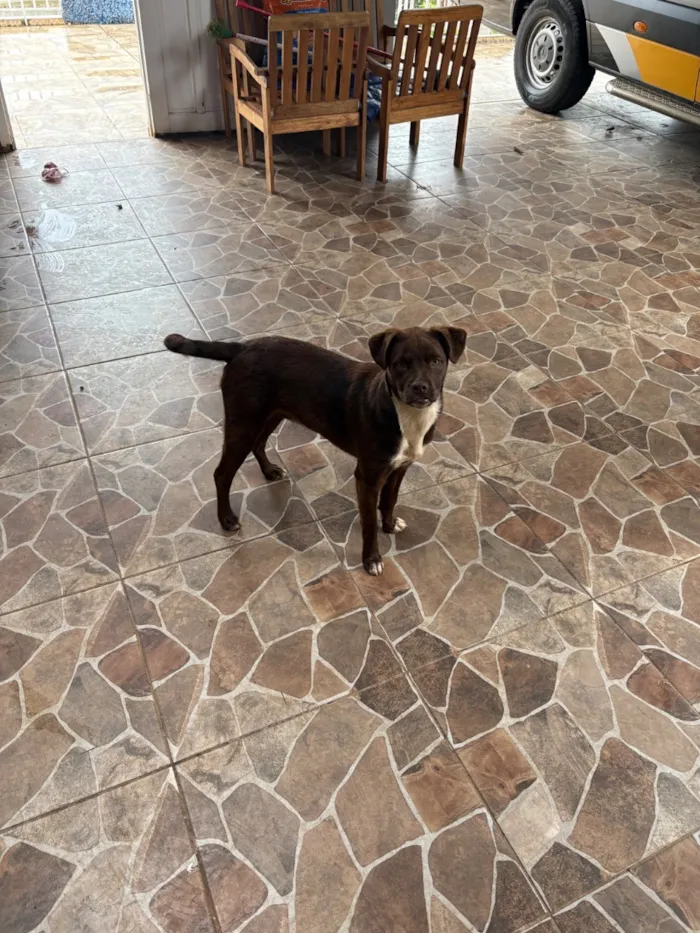 Cachorro raça SRD-ViraLata idade 7 a 11 meses nome Todinho