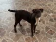 Todinho