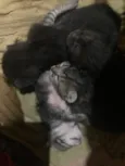 pitoquinho