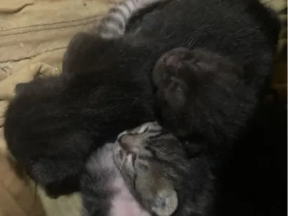 Gato raça SRD-ViraLata idade Abaixo de 2 meses nome pitoquinho