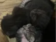pitoquinho