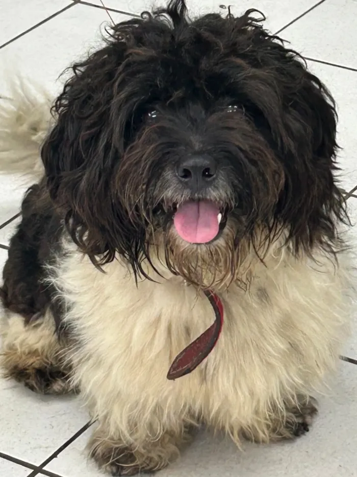 Cachorro raça SRD-ViraLata idade 3 anos nome Froki