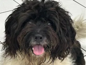Cachorro raça SRD-ViraLata idade 3 anos nome Froki