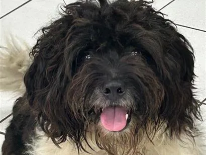 Cachorro raça SRD-ViraLata idade 3 anos nome Froki