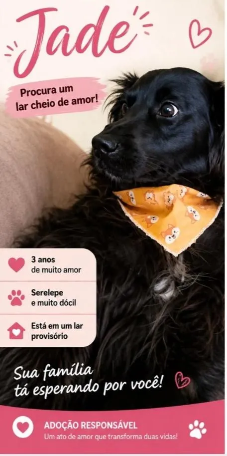 Cachorro raça SRD-ViraLata idade 3 anos nome Jade