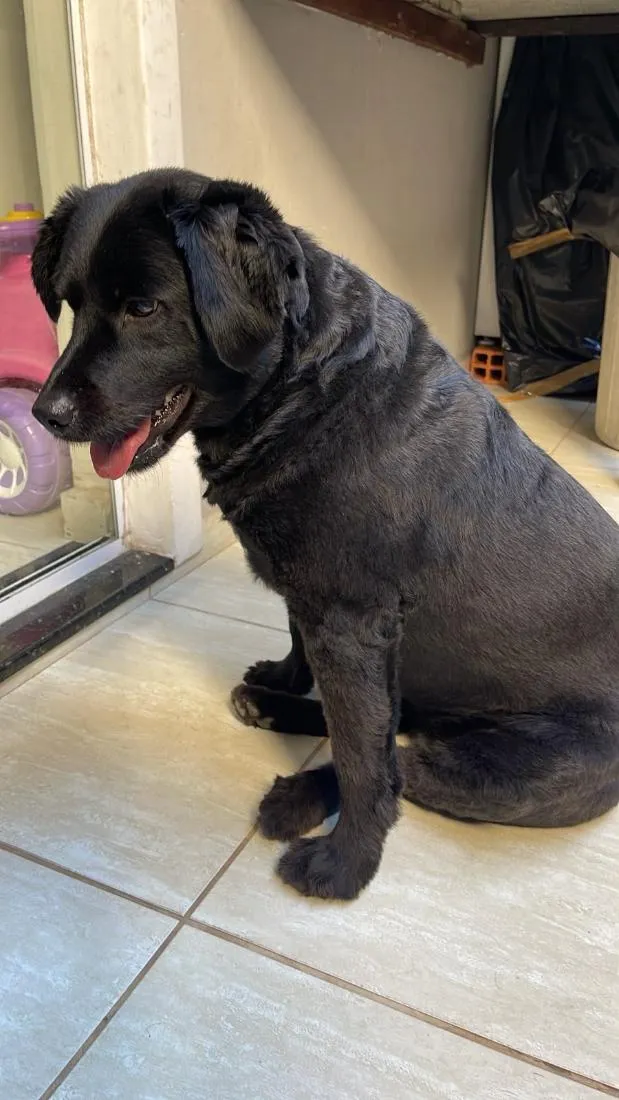Cachorro raça SRD-ViraLata idade 3 anos nome Jade