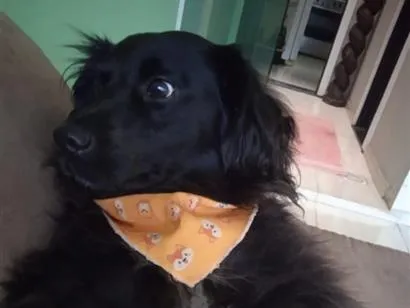Cachorro raça SRD-ViraLata idade 3 anos nome Jade