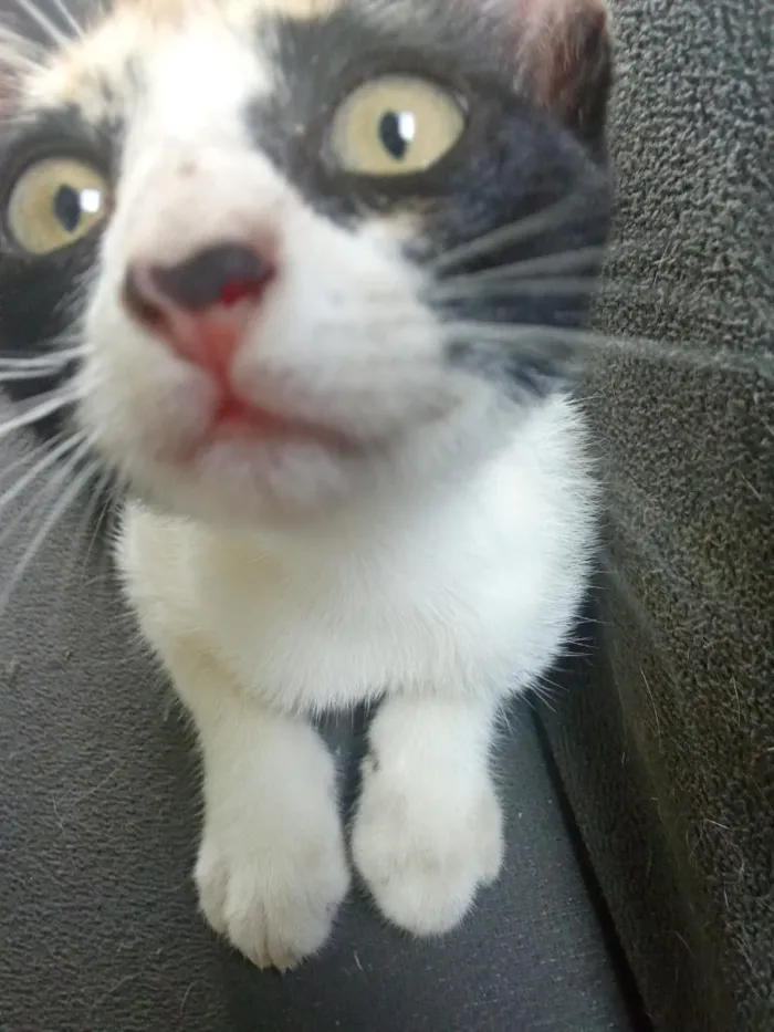 Gato raça SRD-ViraLata idade 2 a 6 meses nome Pituchinha