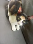 Pituchinha