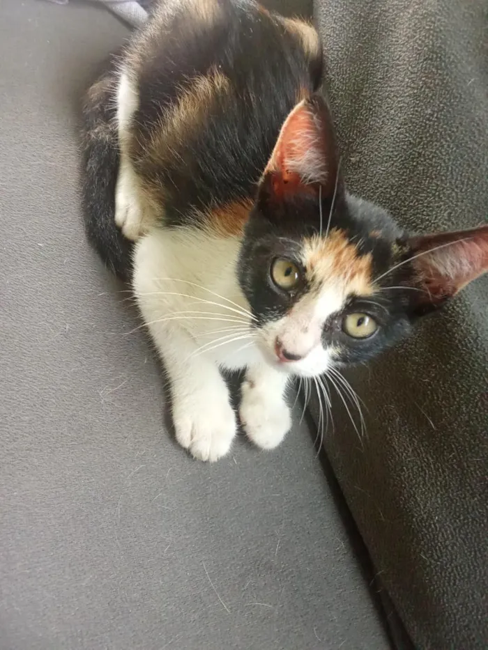 Gato raça SRD-ViraLata idade 2 a 6 meses nome Pituchinha