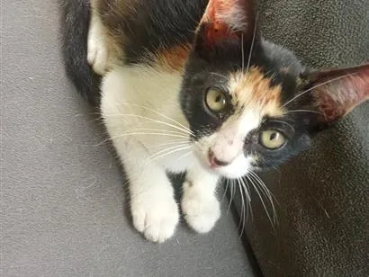 Gato raça SRD-ViraLata idade 2 a 6 meses nome Pituchinha