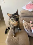 Lola