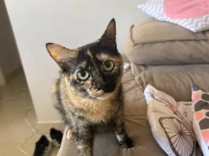 Gato raça SRD-ViraLata idade 1 ano nome Lola