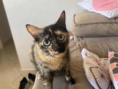 Gato raça SRD-ViraLata idade 1 ano nome Lola