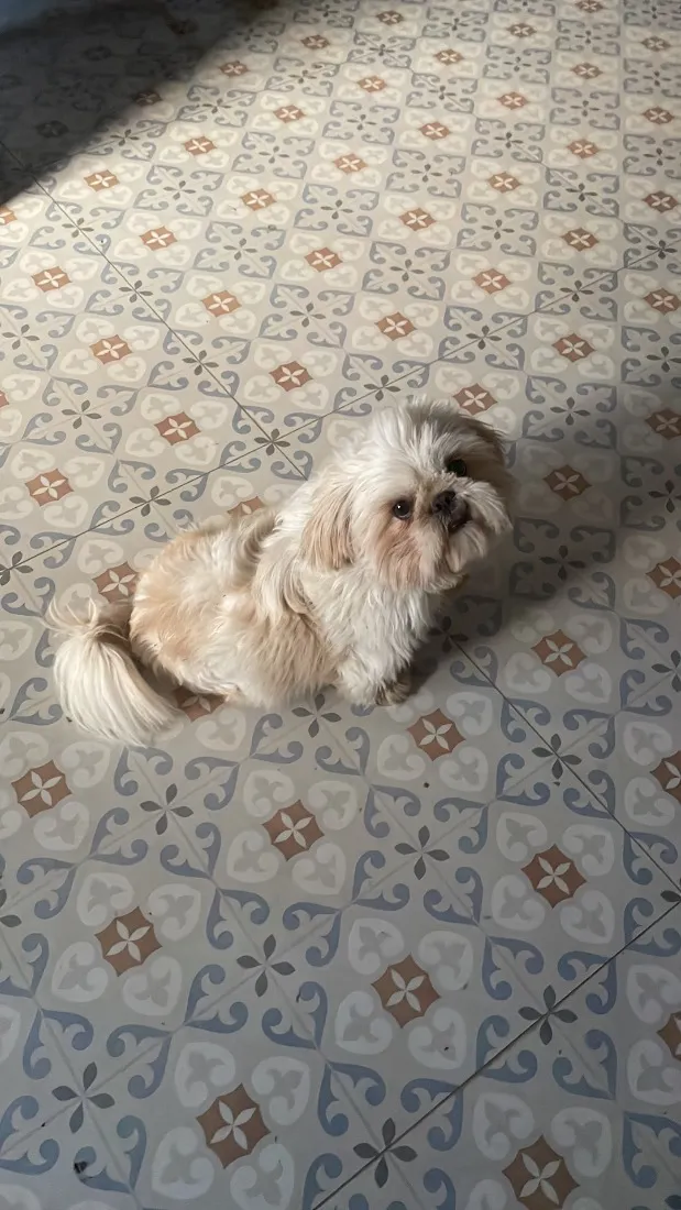 Cachorro raça Shitzu idade 2 anos nome Zoro