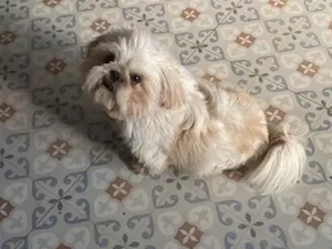 Cachorro raça Shitzu idade 2 anos nome Zoro