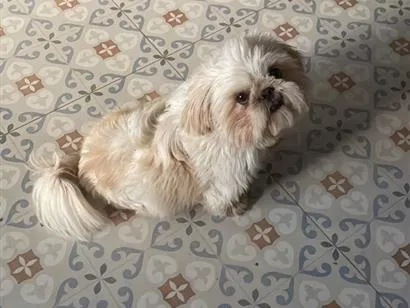 Cachorro raça Shitzu idade 2 anos nome Zoro