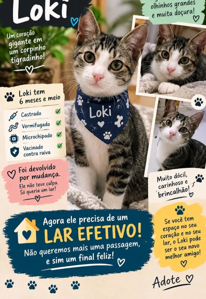 Gato raça SRD-ViraLata idade 2 a 6 meses nome Loki